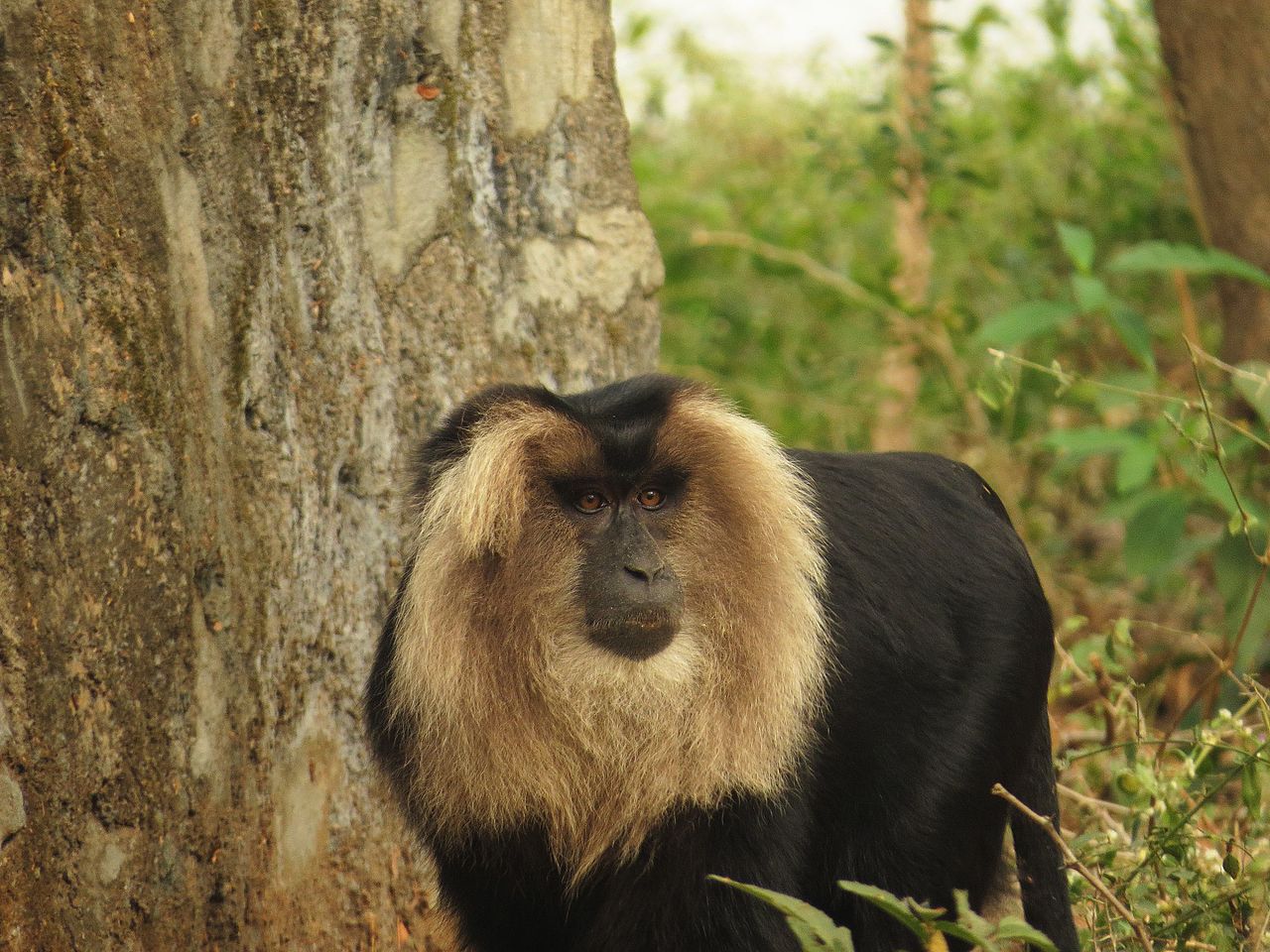 Lion-tailed macaques: how bearded monkeys help the rainforest bloom